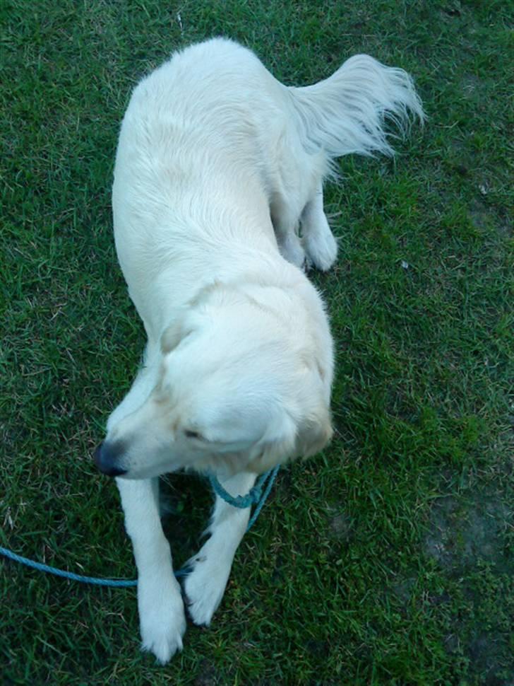 Golden retriever Ramus<33 billede 6