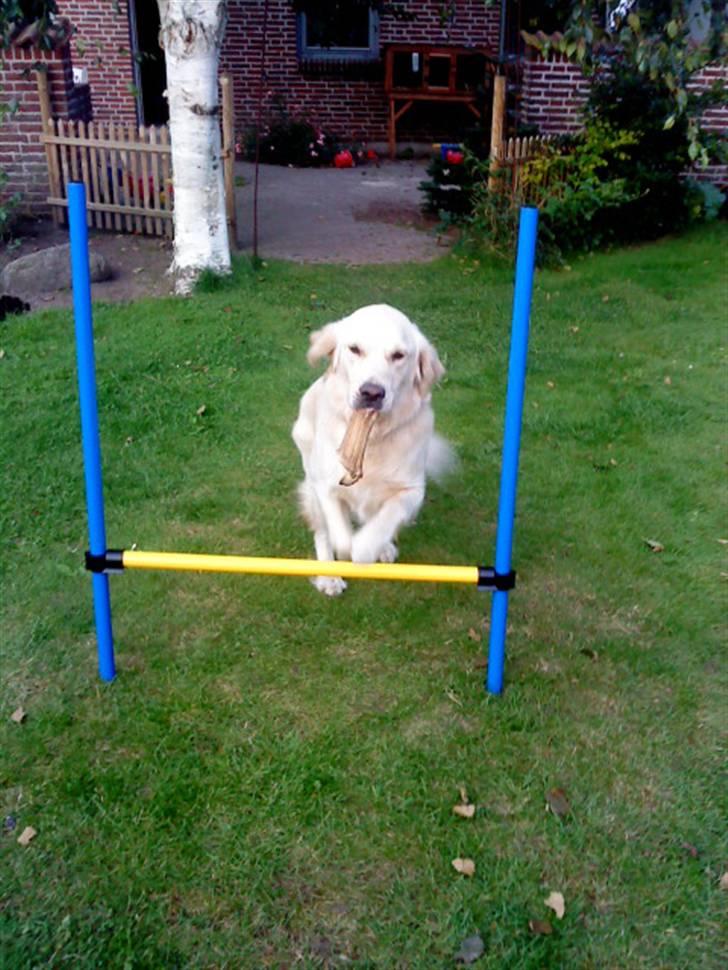 Golden retriever Ramus<33 billede 7