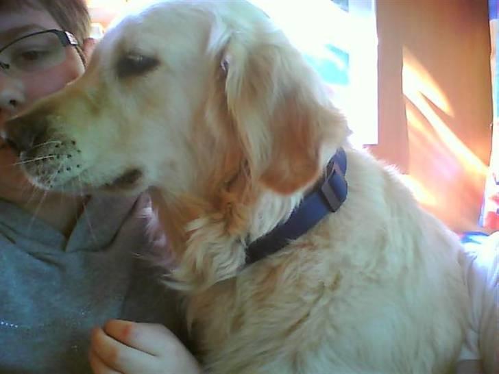 Golden retriever Ramus<33 billede 8
