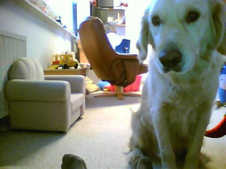 Golden retriever Ramus<33 billede 9