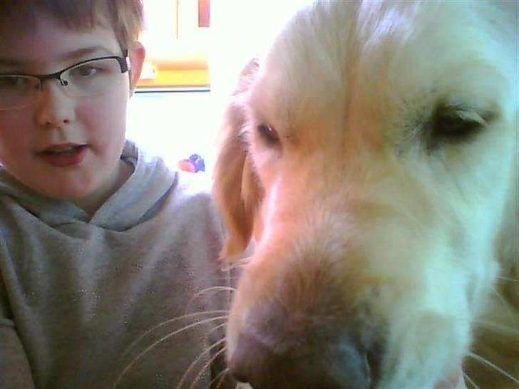 Golden retriever Ramus<33 billede 10
