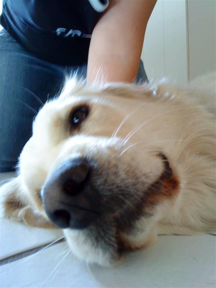 Golden retriever Ramus<33 billede 11
