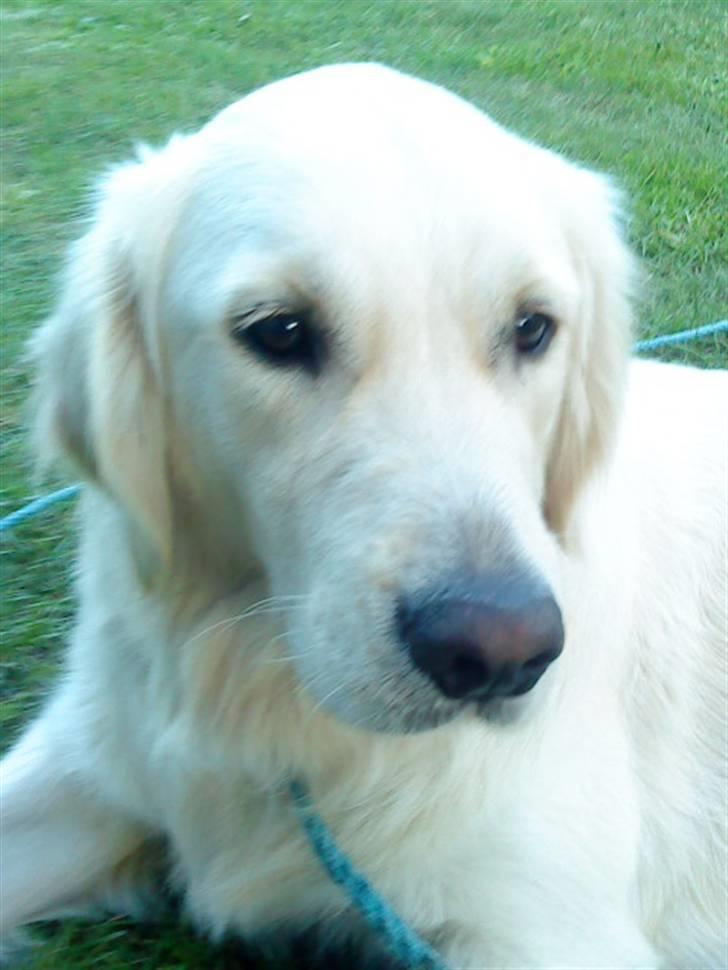 Golden retriever Ramus<33 billede 12