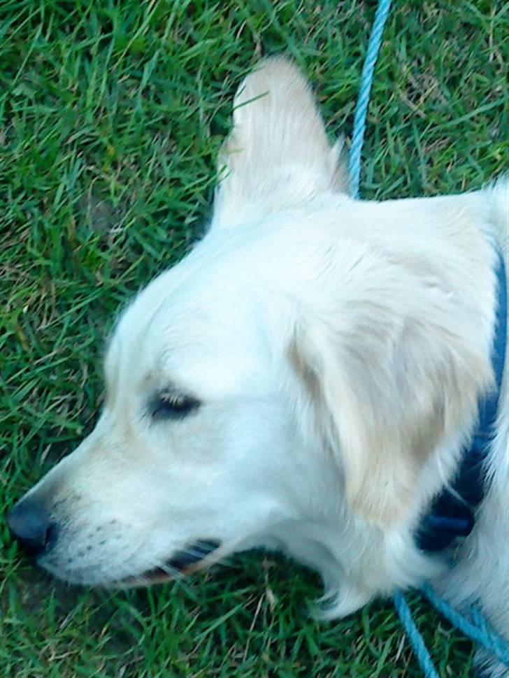 Golden retriever Ramus<33 billede 13