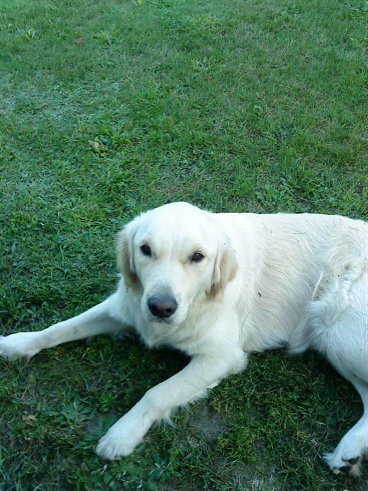 Golden retriever Ramus<33 billede 14