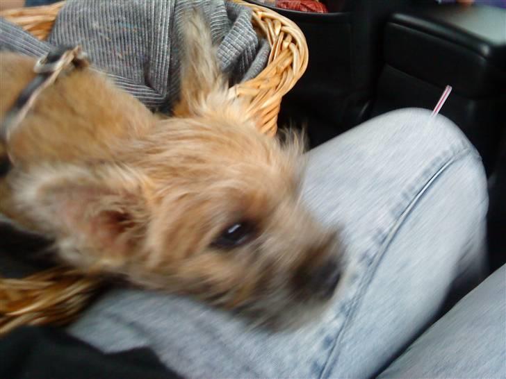 Cairn terrier Stella - Lang køretur i bilen. billede 2