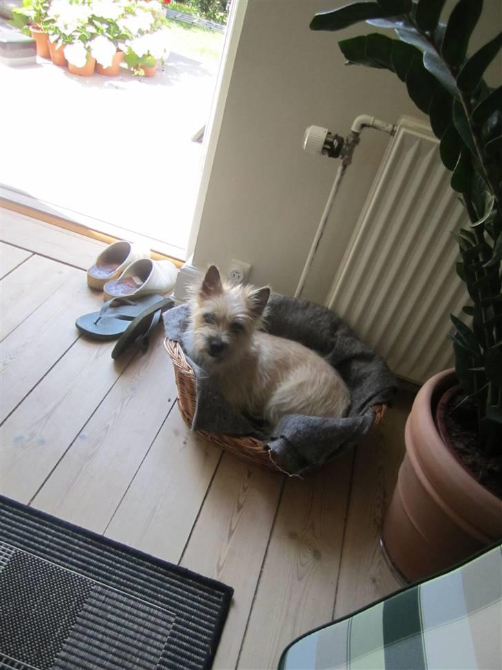 Cairn terrier Stella billede 3