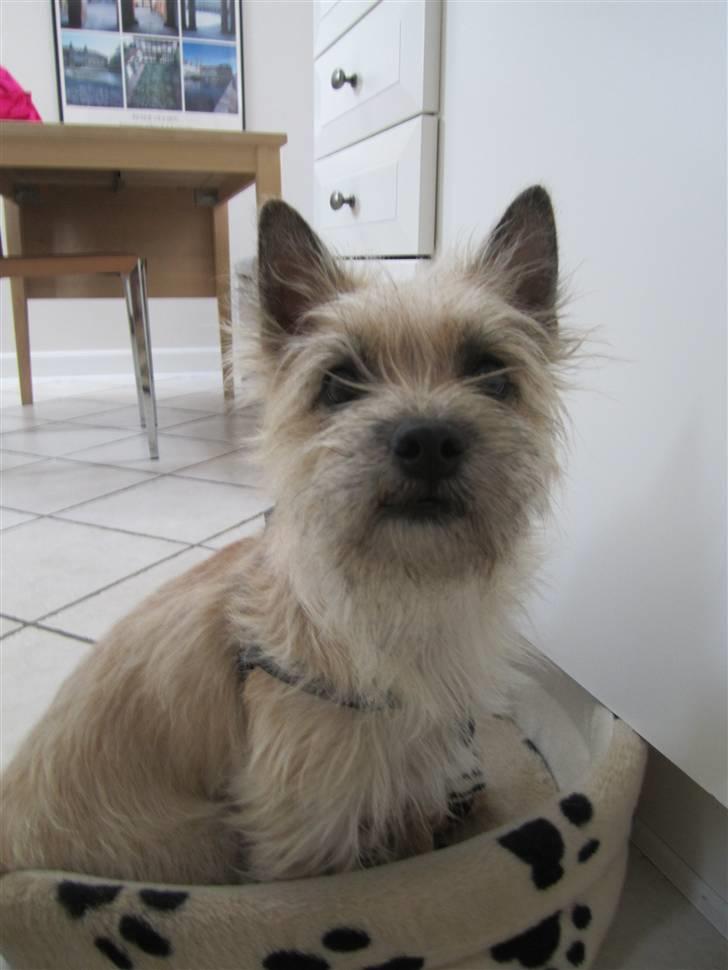 Cairn terrier Stella billede 4