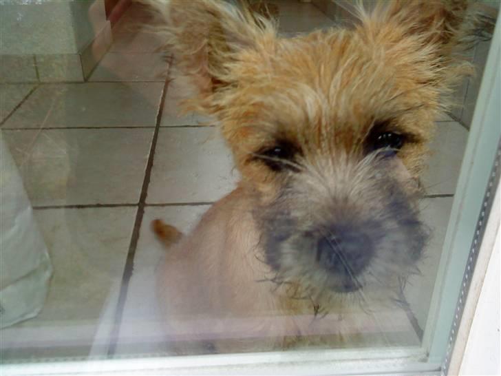 Cairn terrier Stella billede 8