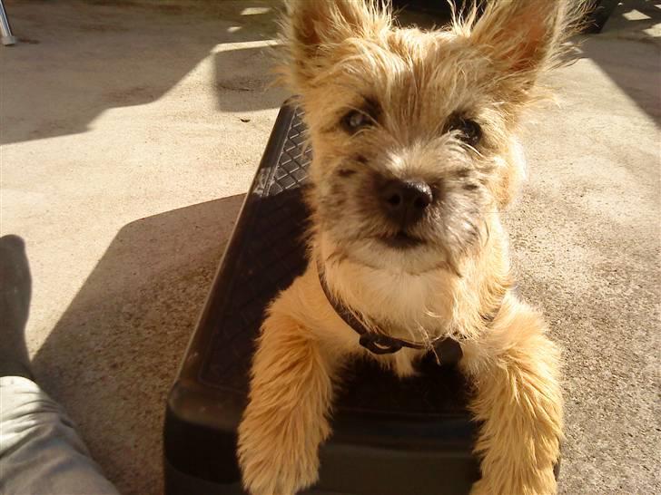 Cairn terrier Stella billede 9