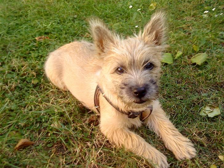 Cairn terrier Stella billede 11