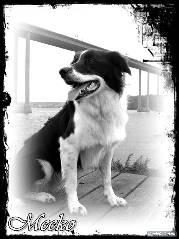 Border collie Meeko (Himmelhund) - 26/9-10 billede 2