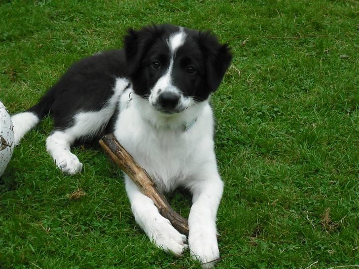 Border collie Meeko (Himmelhund) - Meeko som hvalp billede 16