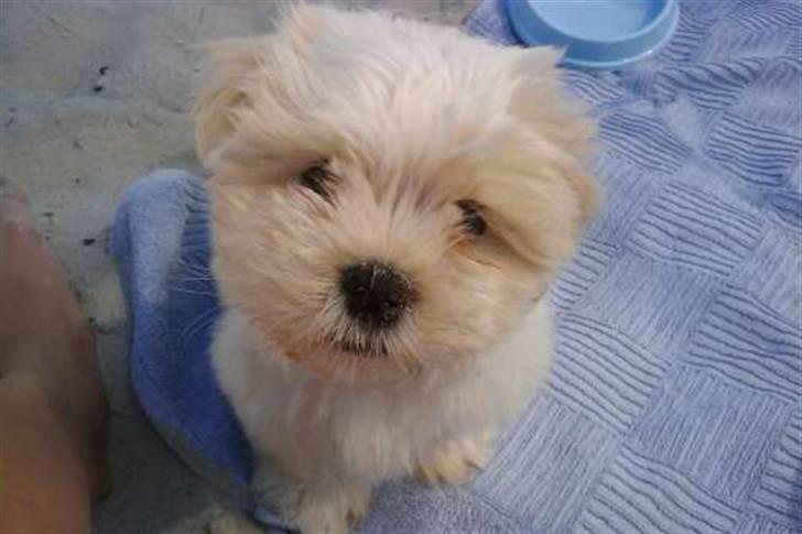 Blanding af racer Mikkel - Se hvor sød jeg kan se ud mor.  billede 11