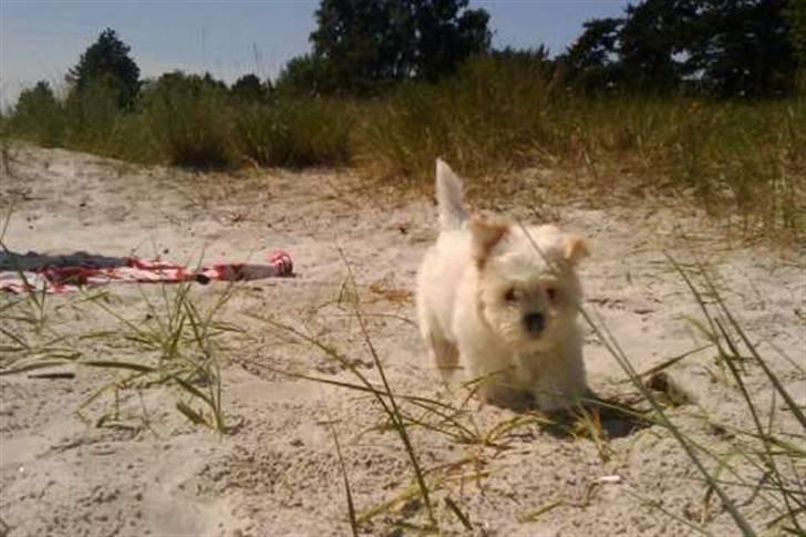 Blanding af racer Mikkel - Wii..  Min første tur på stranden.. Fuld fart frem. <3 billede 12