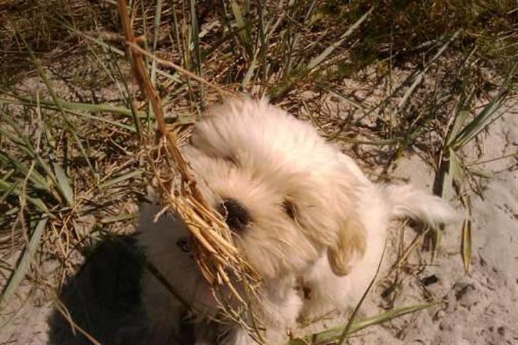 Blanding af racer Mikkel - Kan det også spises !? billede 13