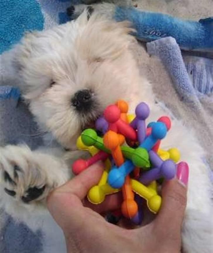 Blanding af racer Mikkel - Min tyggebold er bare det bedste :D billede 14