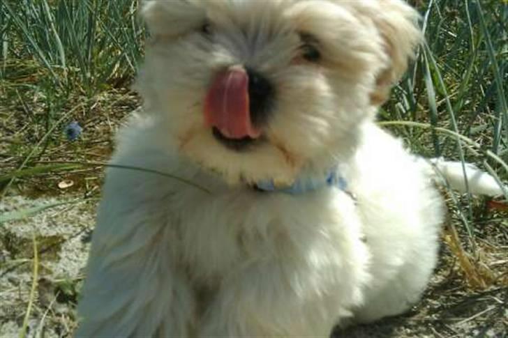 Blanding af racer Mikkel - Mmm.. Den godbid var rigtig god. :D billede 15