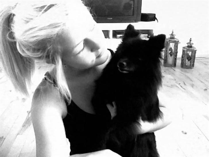 Pomeranian Gaia's pure black Phoebe billede 2