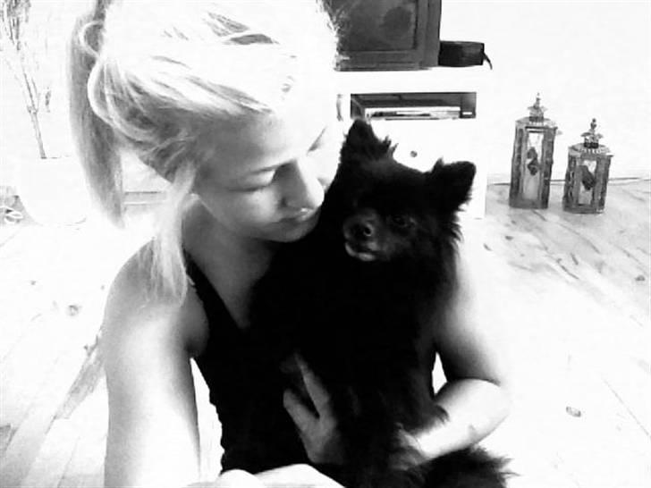 Pomeranian Gaia's pure black Phoebe billede 3