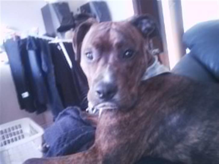 Blanding af racer Yatzy - solgt <3 billede 12