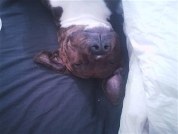 Blanding af racer Yatzy - solgt <3 billede 13