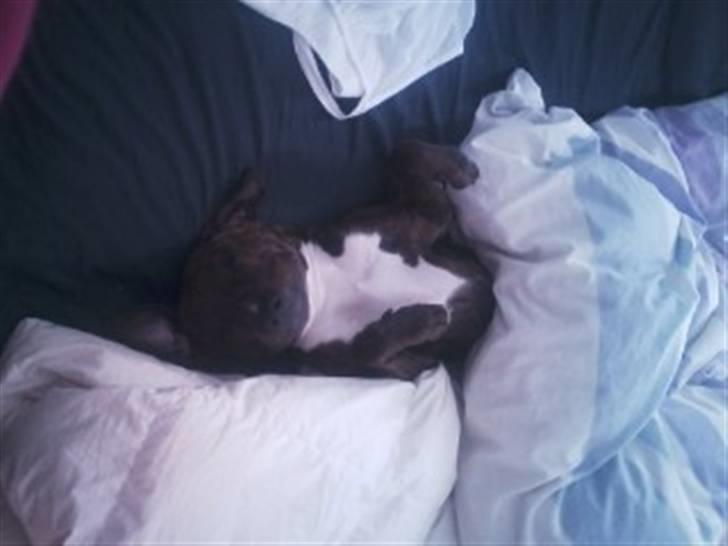 Blanding af racer Yatzy - solgt <3 billede 14