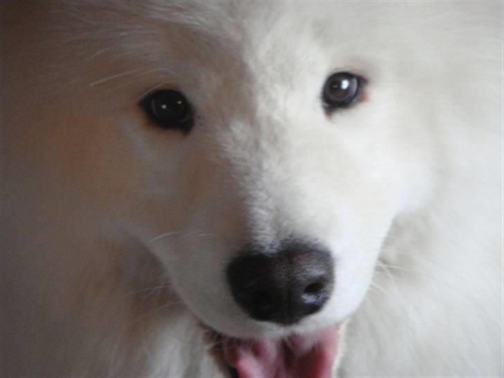 Samojedhund Joey billede 1