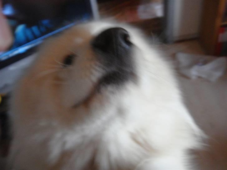 Samojedhund Joey billede 2