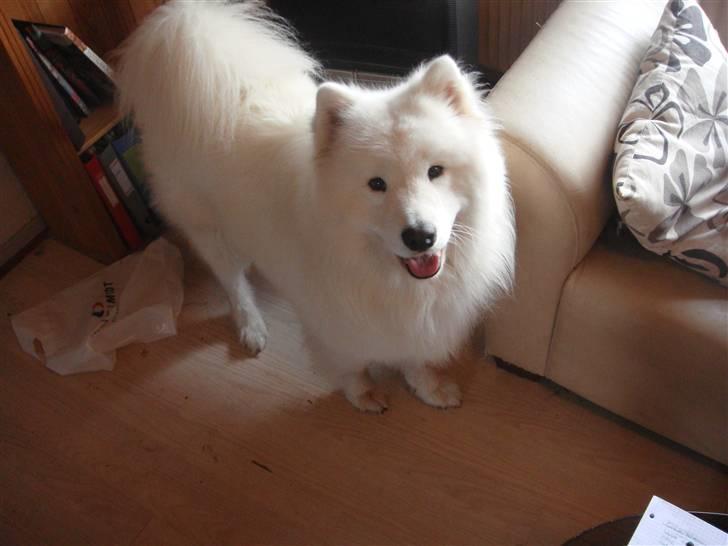 Samojedhund Joey billede 3