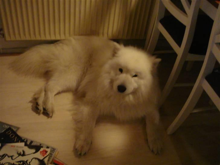 Samojedhund Joey billede 4