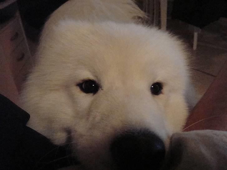 Samojedhund Joey billede 5