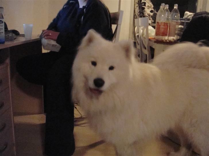 Samojedhund Joey billede 6