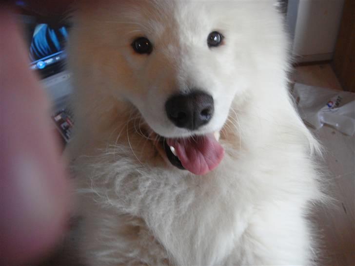 Samojedhund Joey billede 7