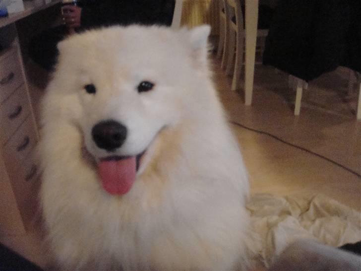 Samojedhund Joey billede 8