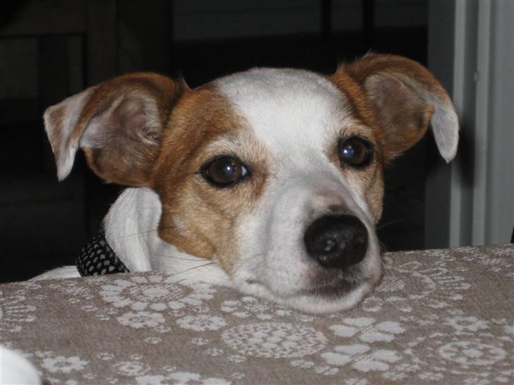 Jack russell terrier Malou R.I.P billede 1