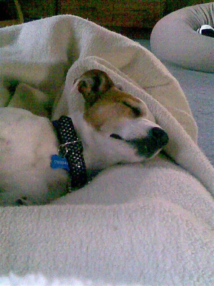 Jack russell terrier Malou R.I.P billede 2