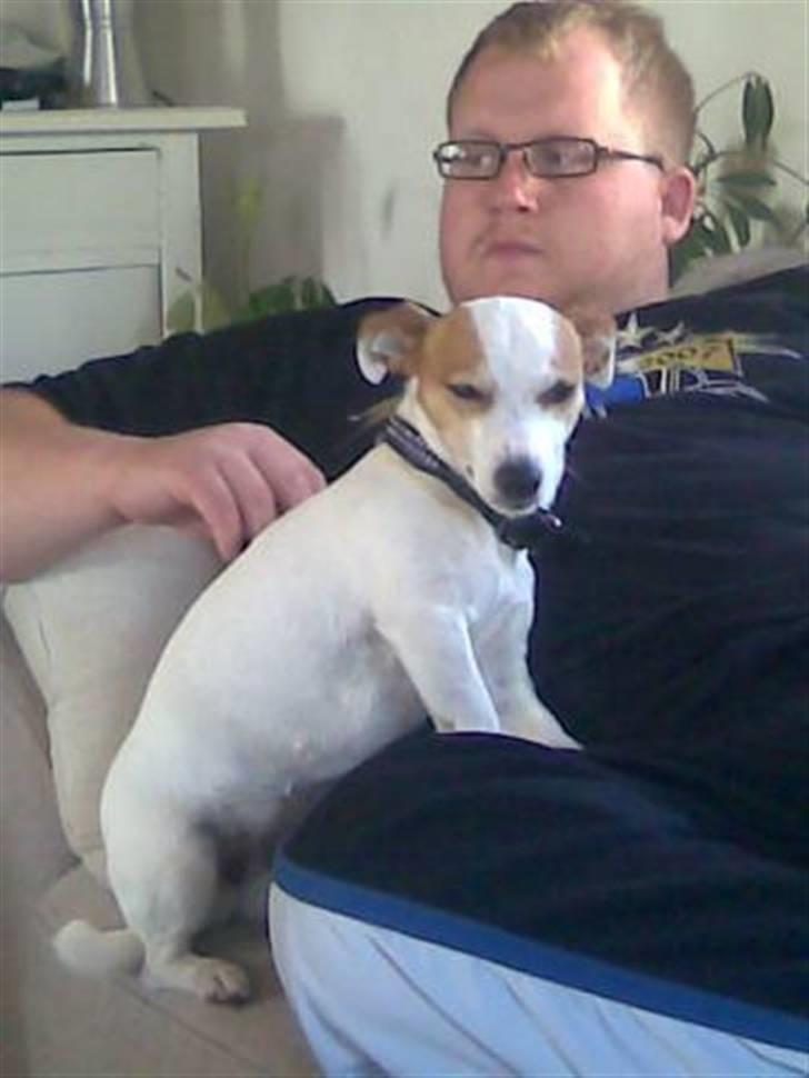 Jack russell terrier Malou R.I.P billede 3