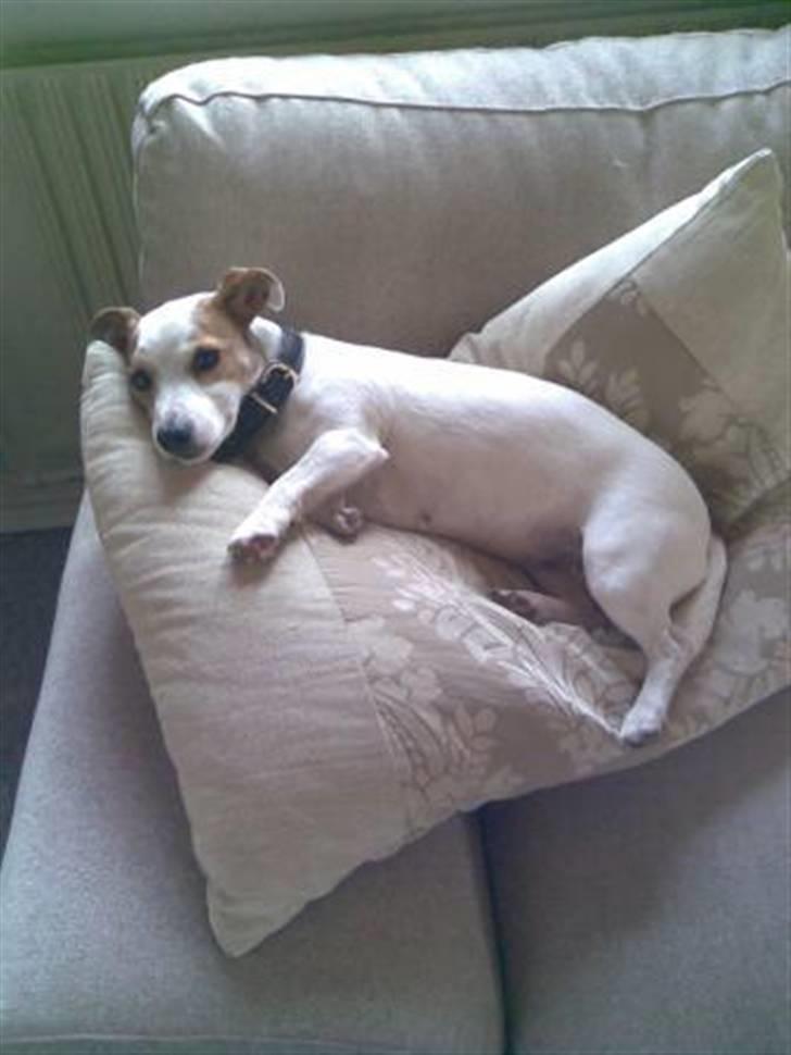 Jack russell terrier Malou R.I.P billede 4