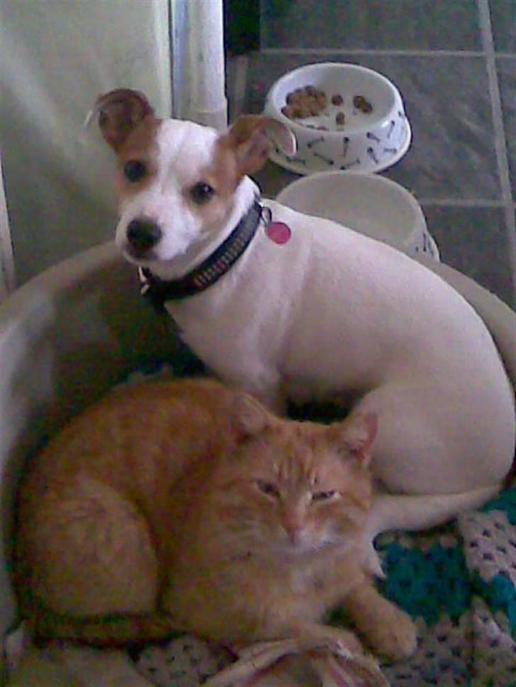 Jack russell terrier Malou R.I.P billede 5