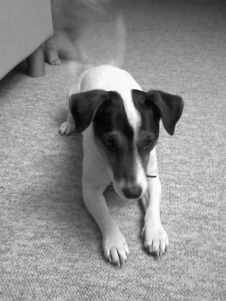 Jack russell terrier Jackie billede 1