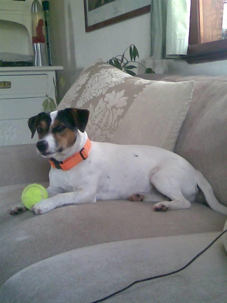 Jack russell terrier Jackie billede 2