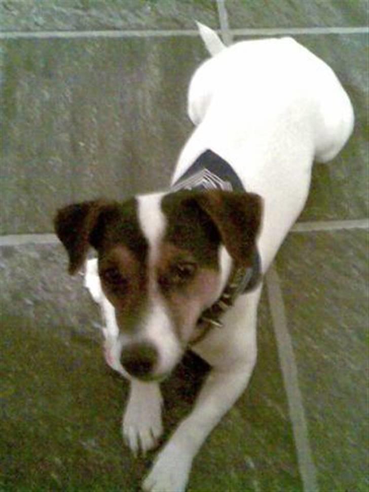 Jack russell terrier Jackie billede 3