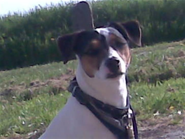 Jack russell terrier Jackie billede 4