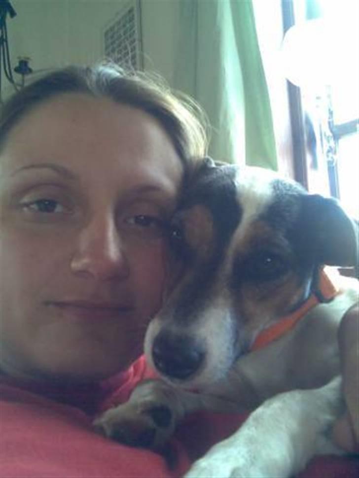 Jack russell terrier Jackie billede 5