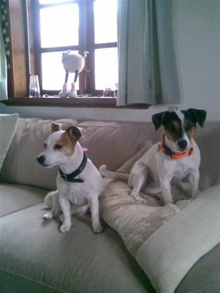 Jack russell terrier Jackie billede 6