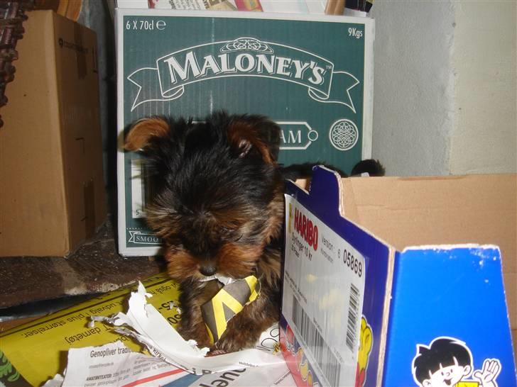 Blanding af racer Yorkshire/malteser Naruto - her er Naruto godt i gang med at splitte aviser billede 1