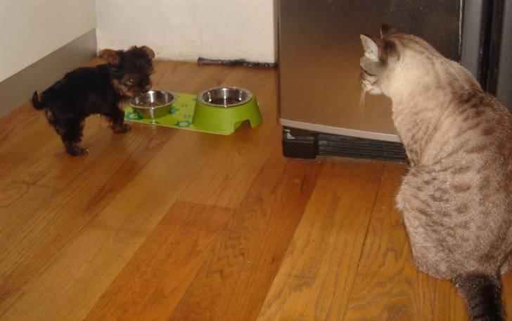 Blanding af racer Yorkshire/malteser Naruto - Findus hilser på den lille ny billede 2