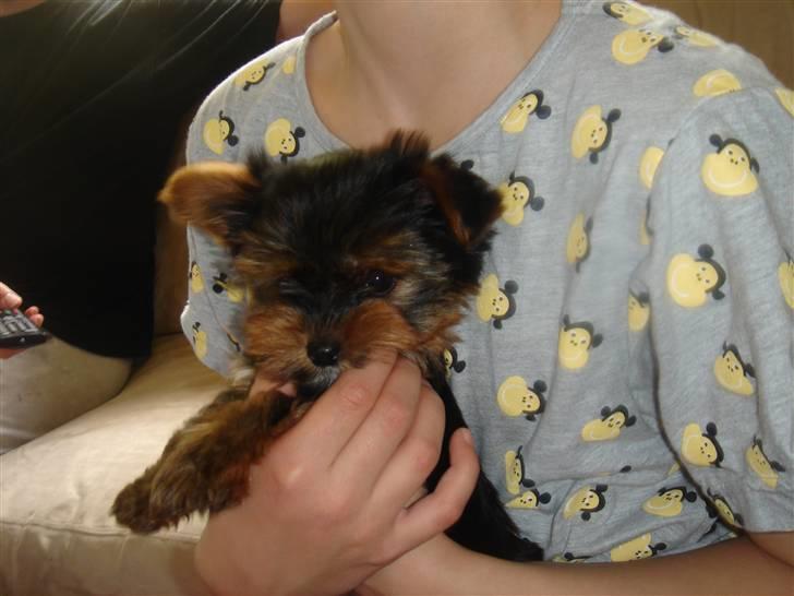 Blanding af racer Yorkshire/malteser Naruto - Helt lille og i nyt hjem billede 3