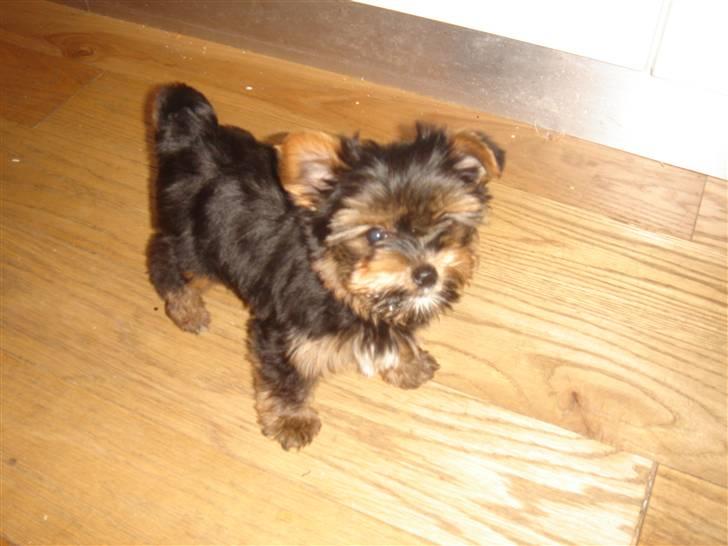 Blanding af racer Yorkshire/malteser Naruto - Her er jeg :) billede 4